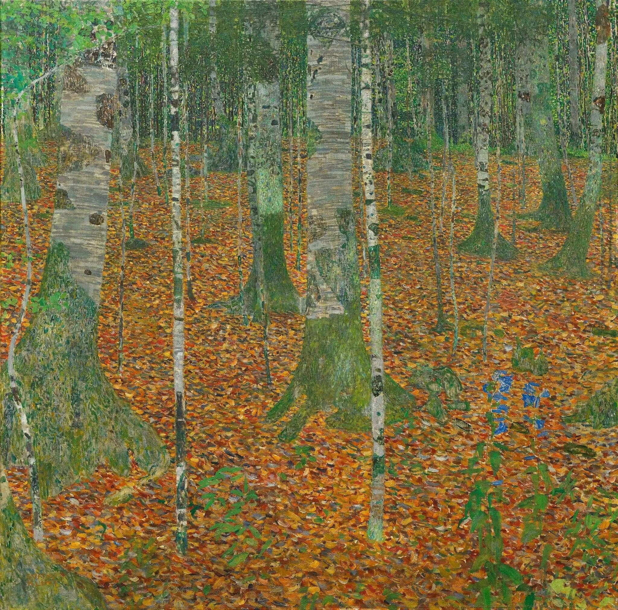 Birch Forest