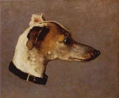 Greyhound Head
