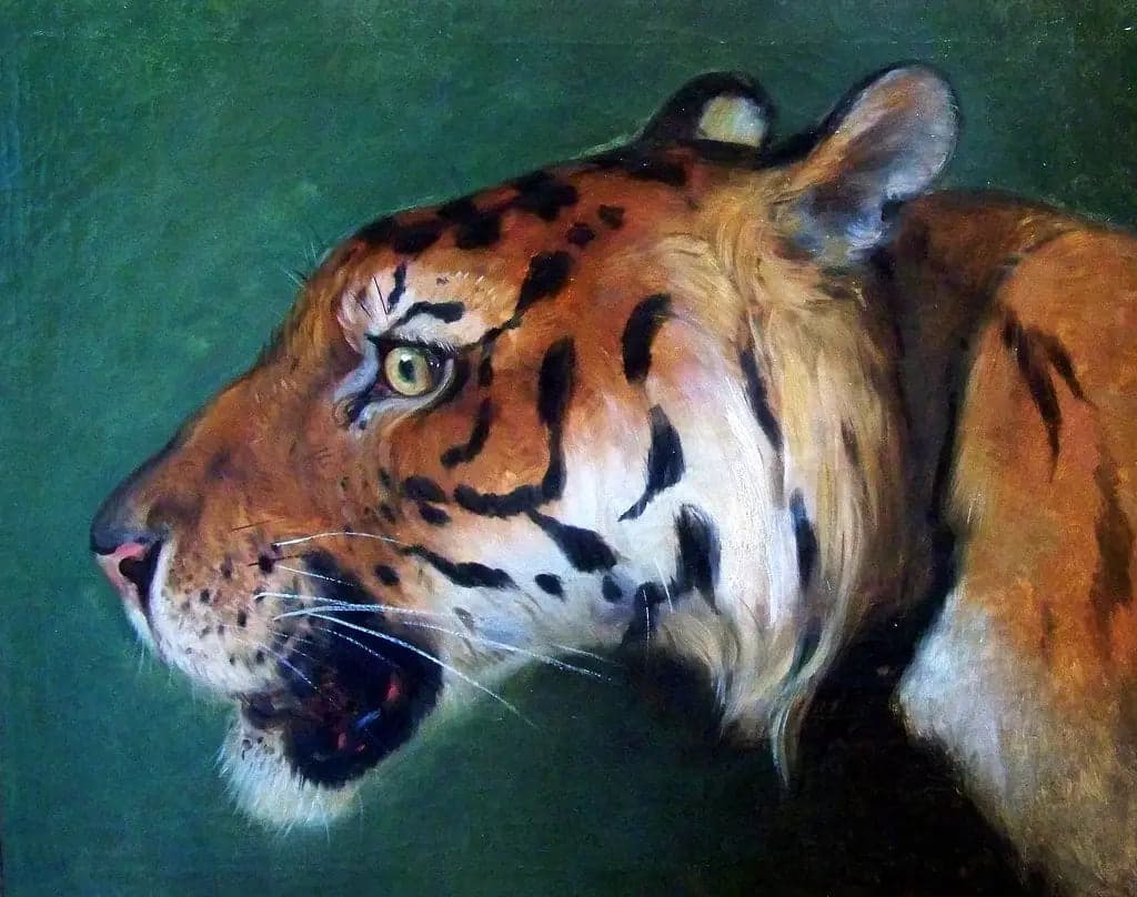 Head of Tiger