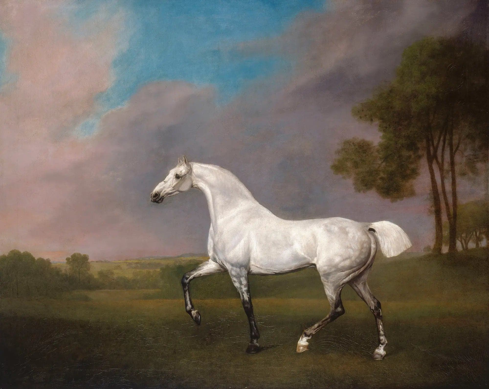 A Gray Horse