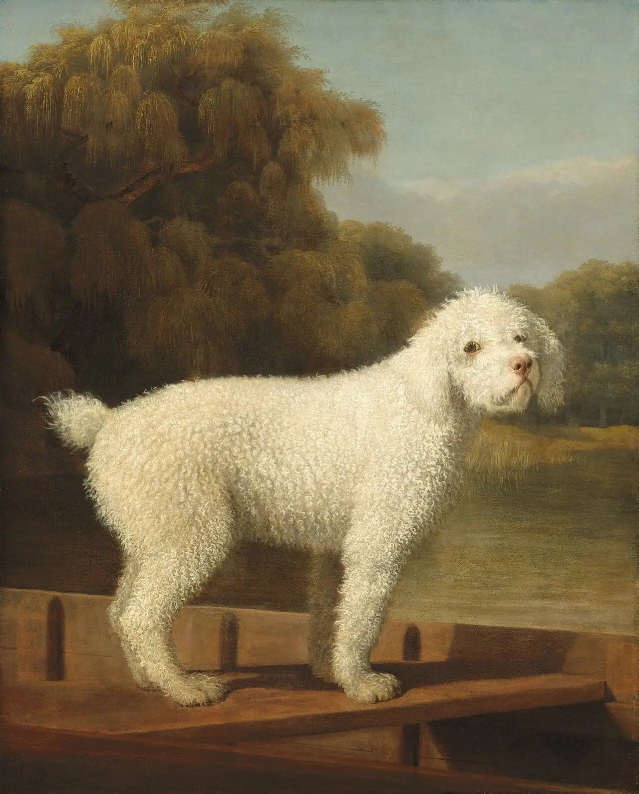 White Poodle in a Punt