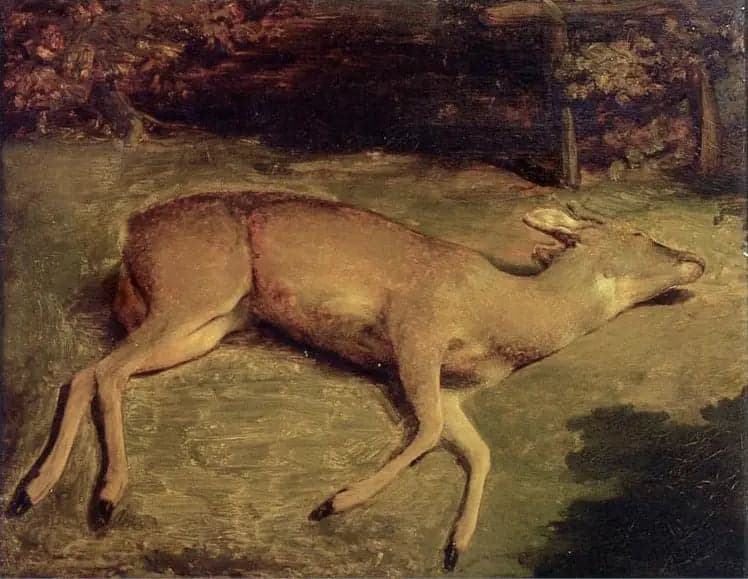 Dead Deer