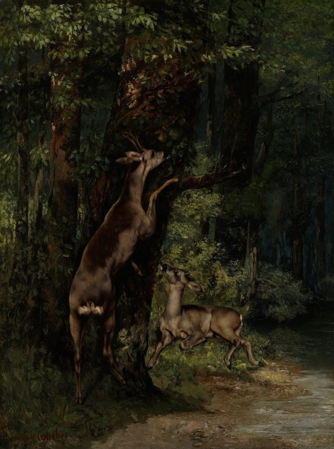 Deer in the Forest