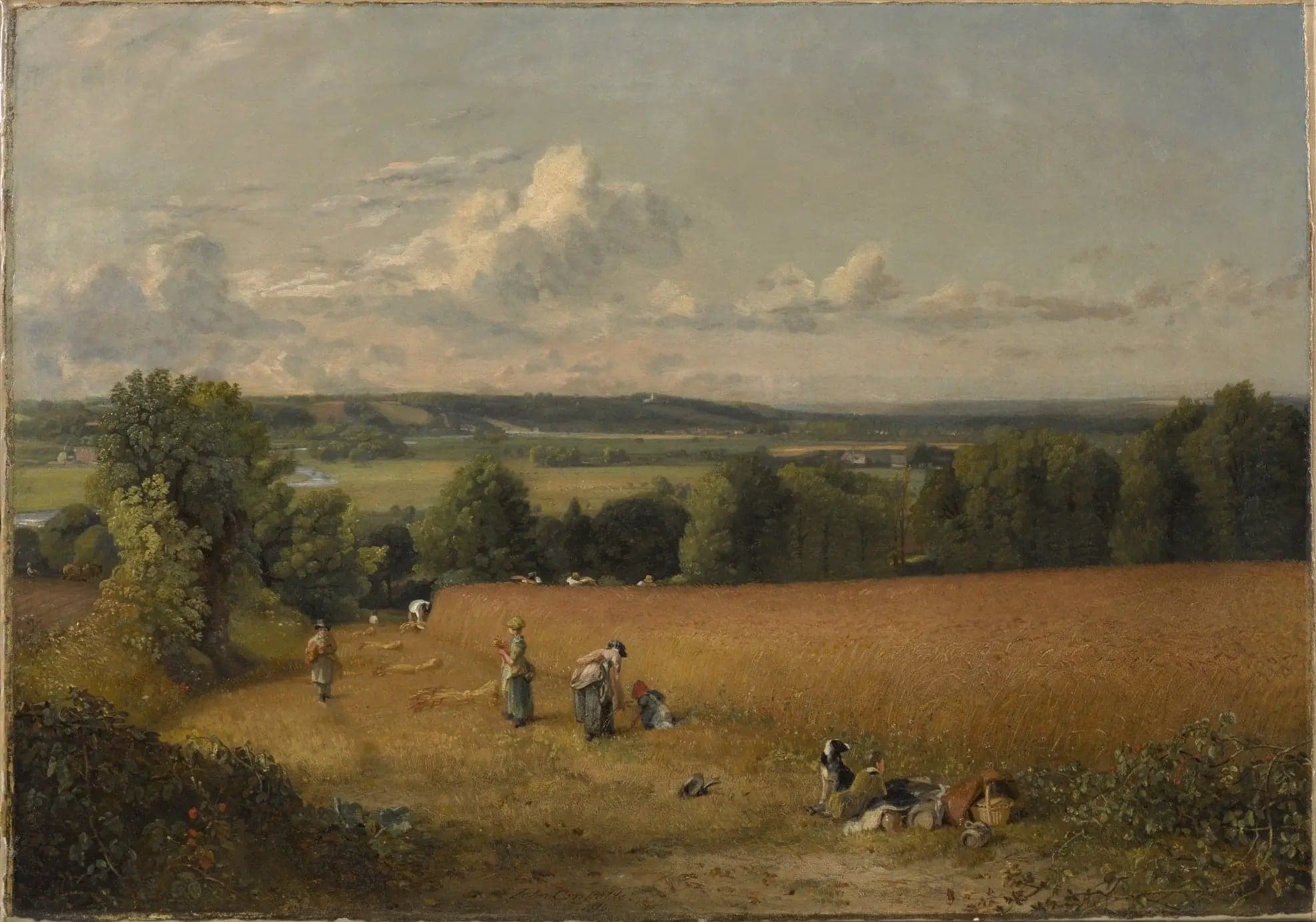 The wheat field