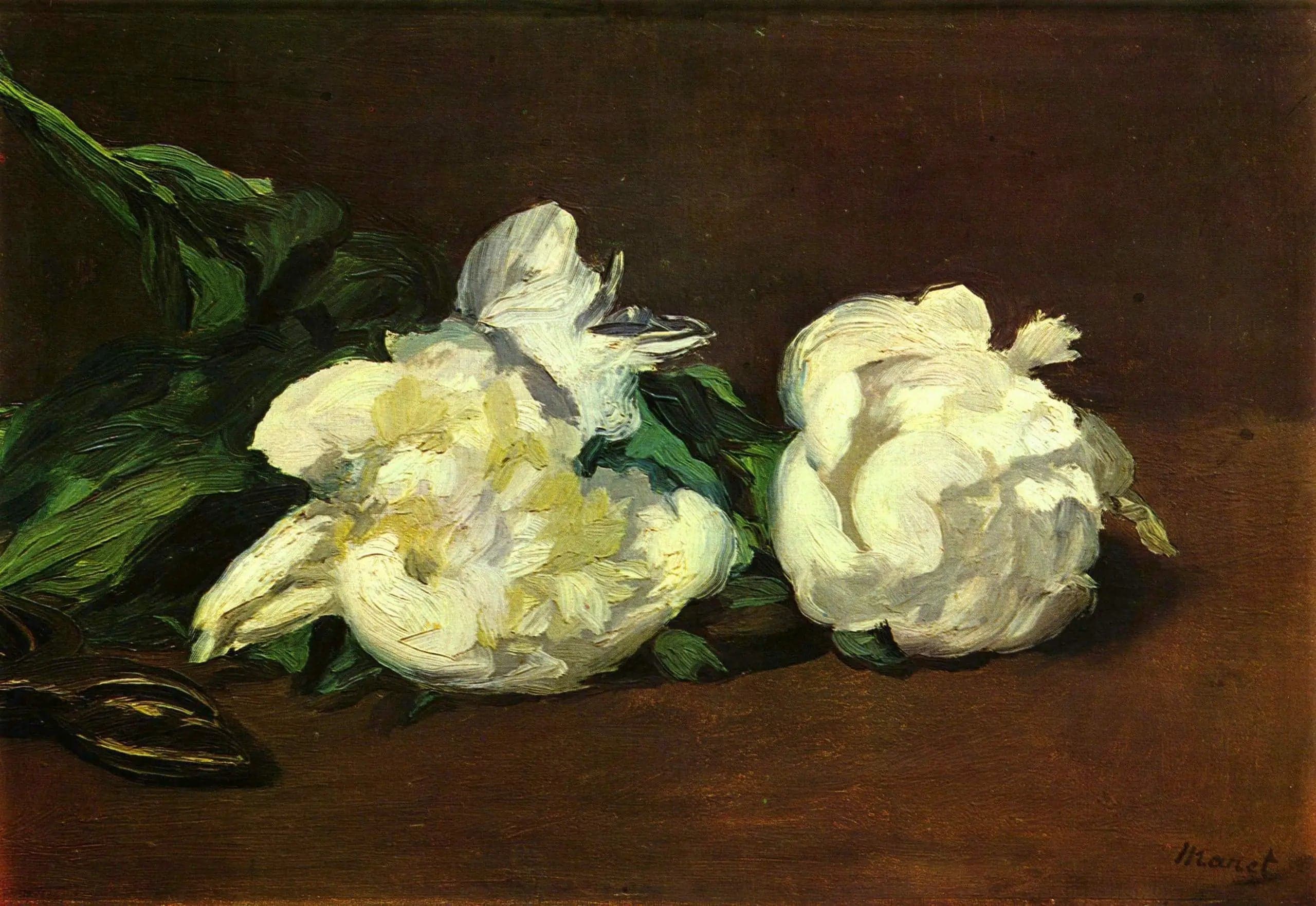 Branch of white peonies and pruning shears