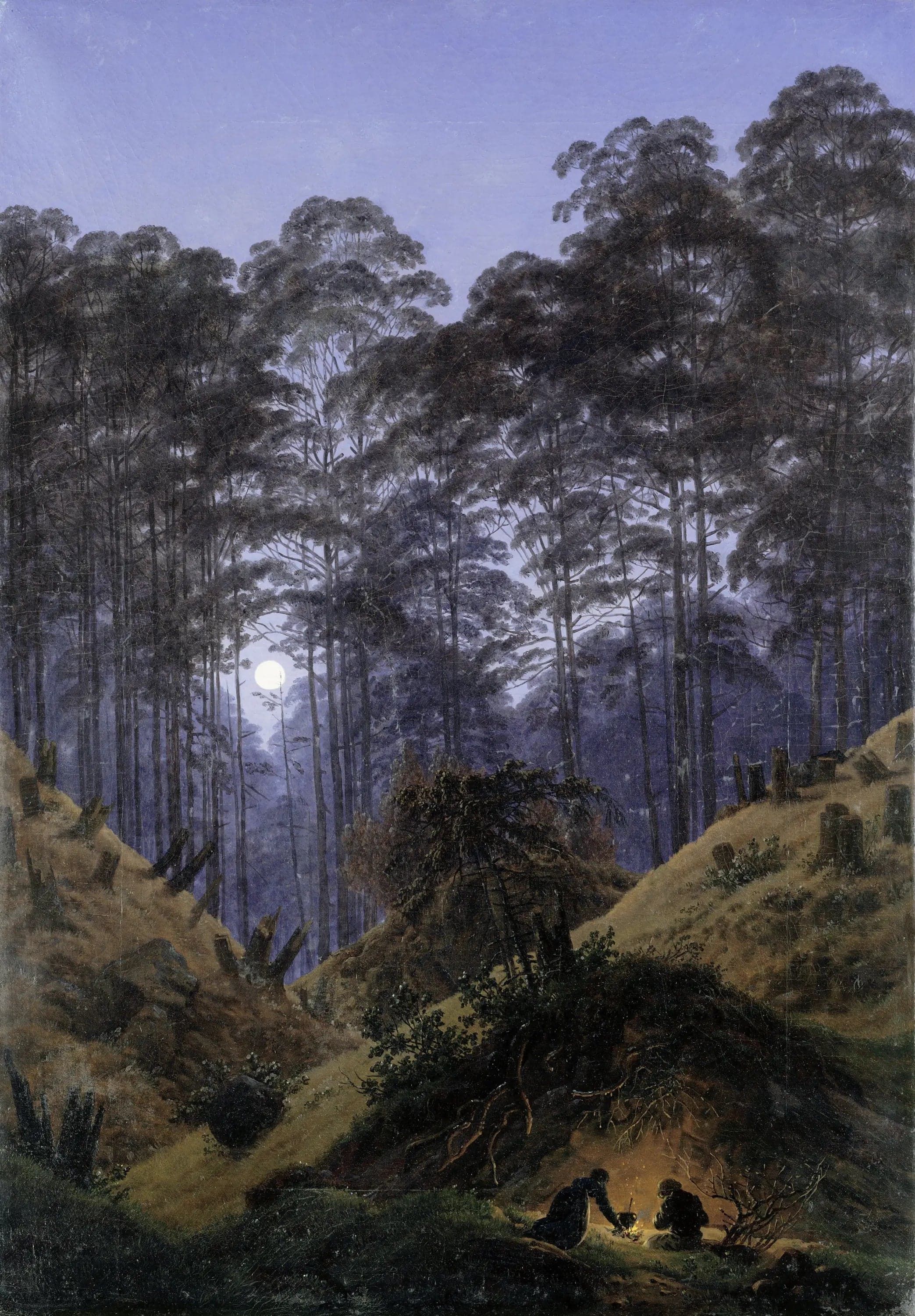Inside the Forest at Moonlight