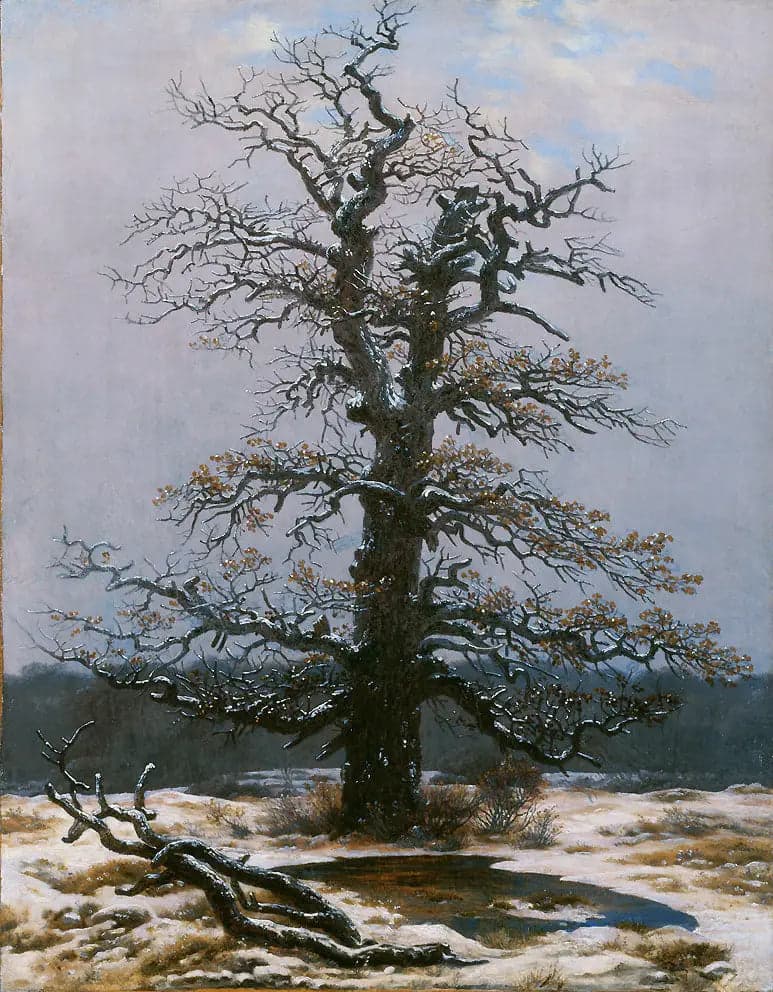 Oak Under the Snow