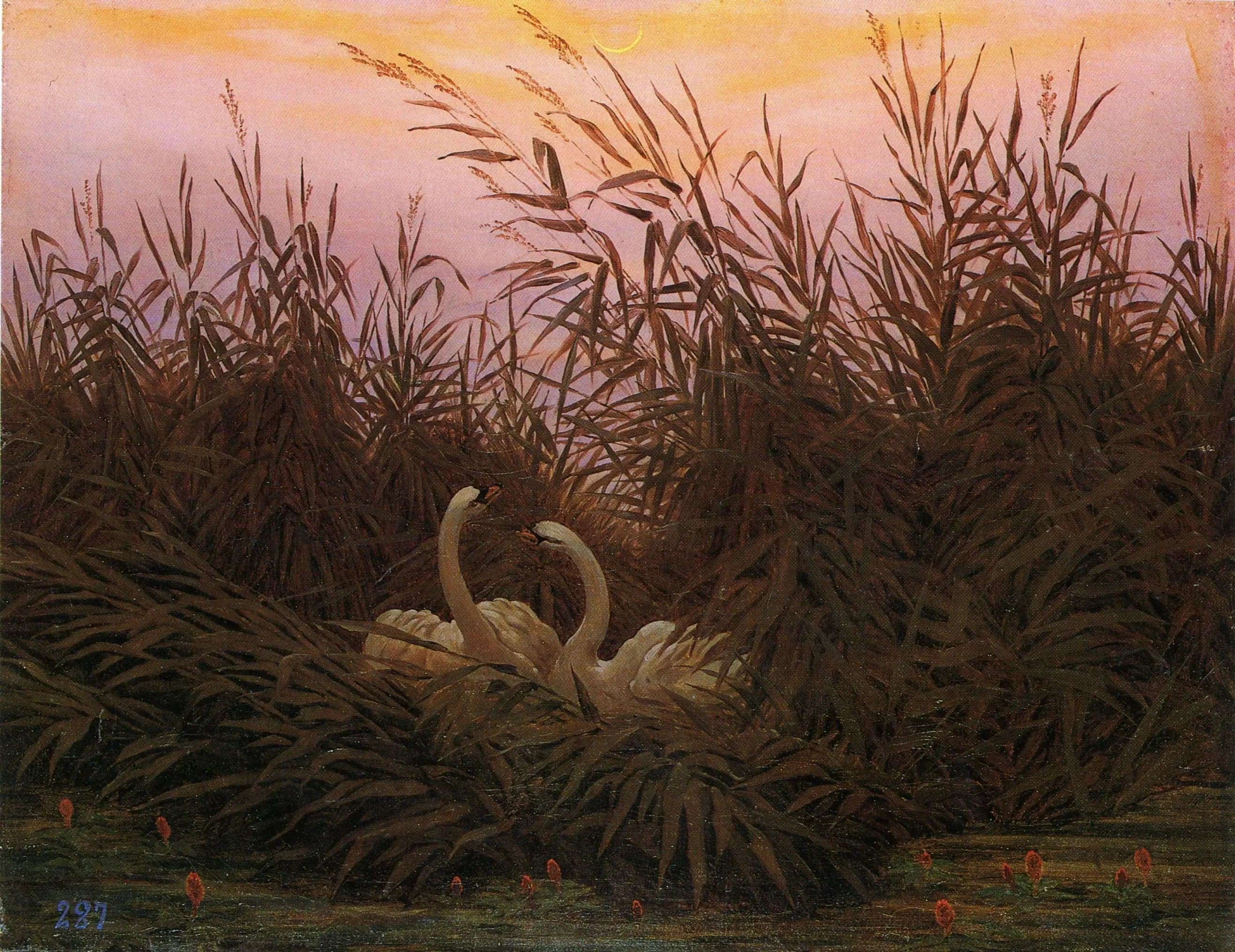 Swans in the Reeds at First Dawn