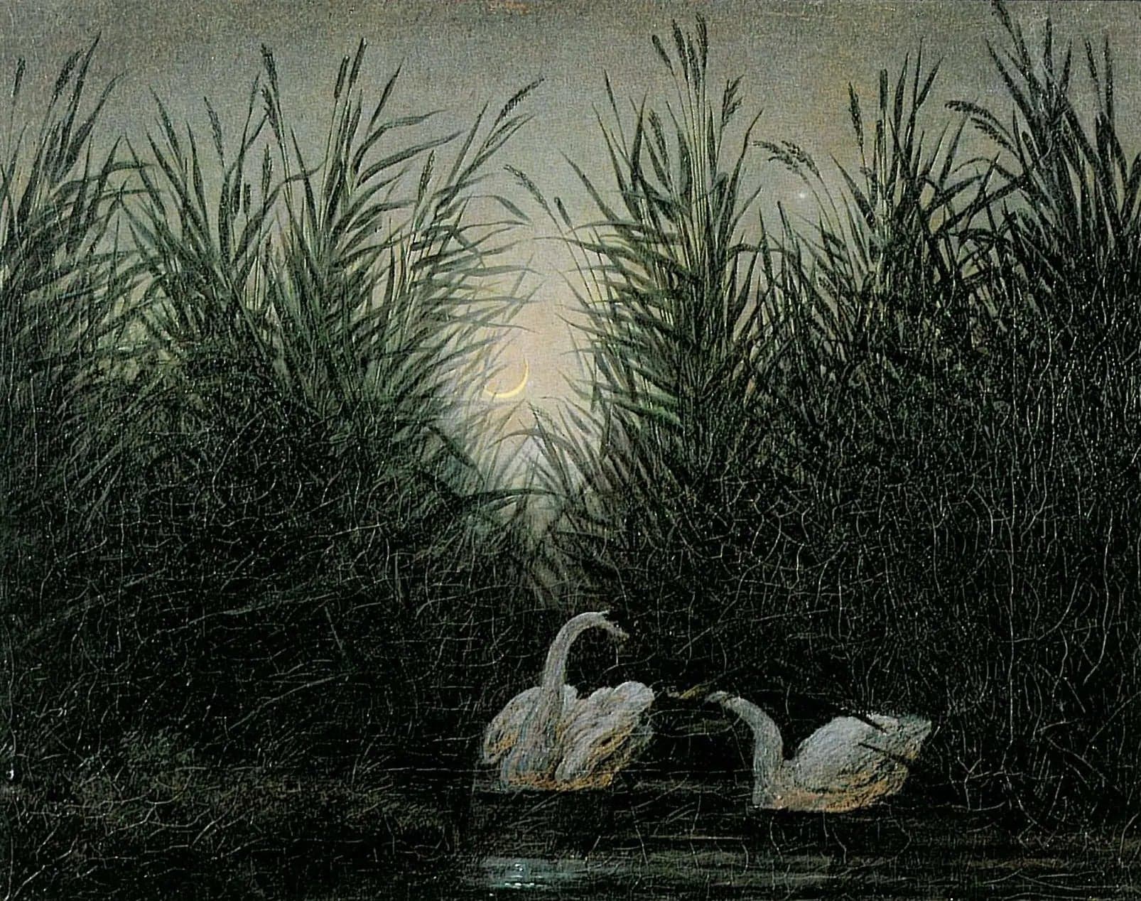 Swans in the Reeds at the First Light of Dawn