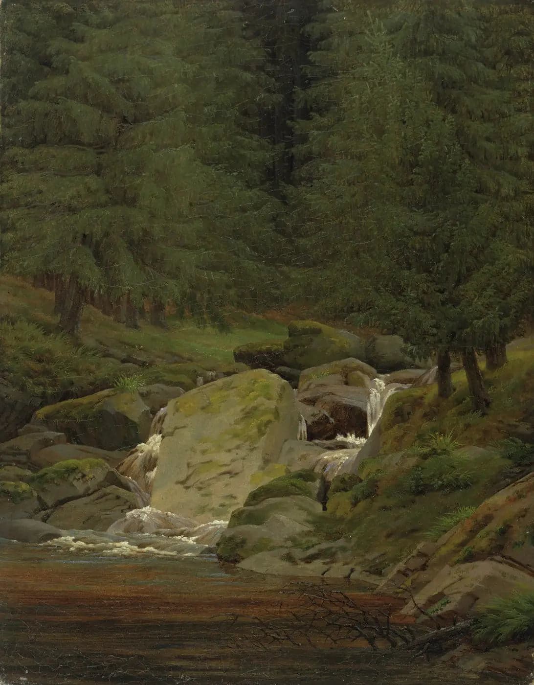 fir forest with waterfall