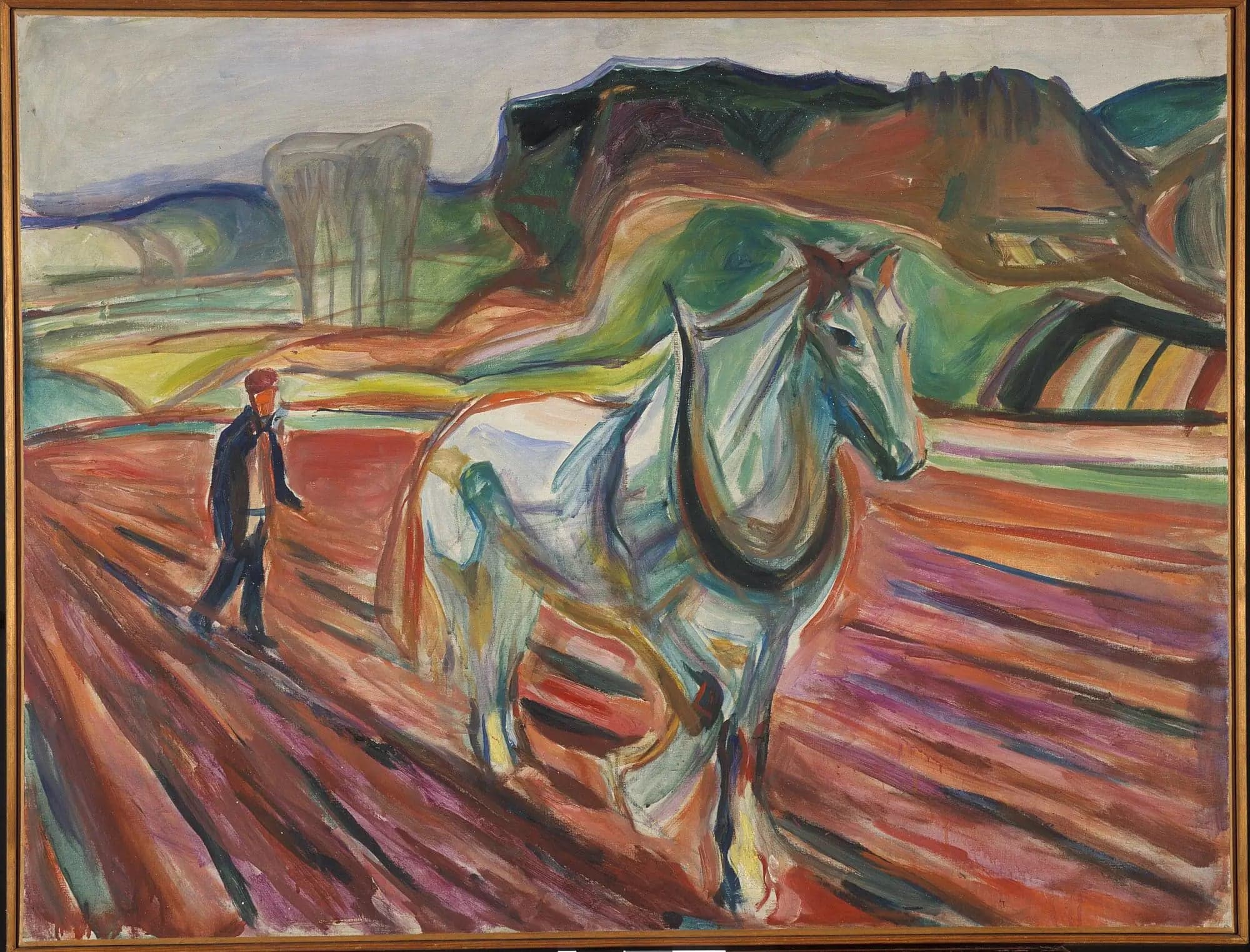 Man Working with a White Horse