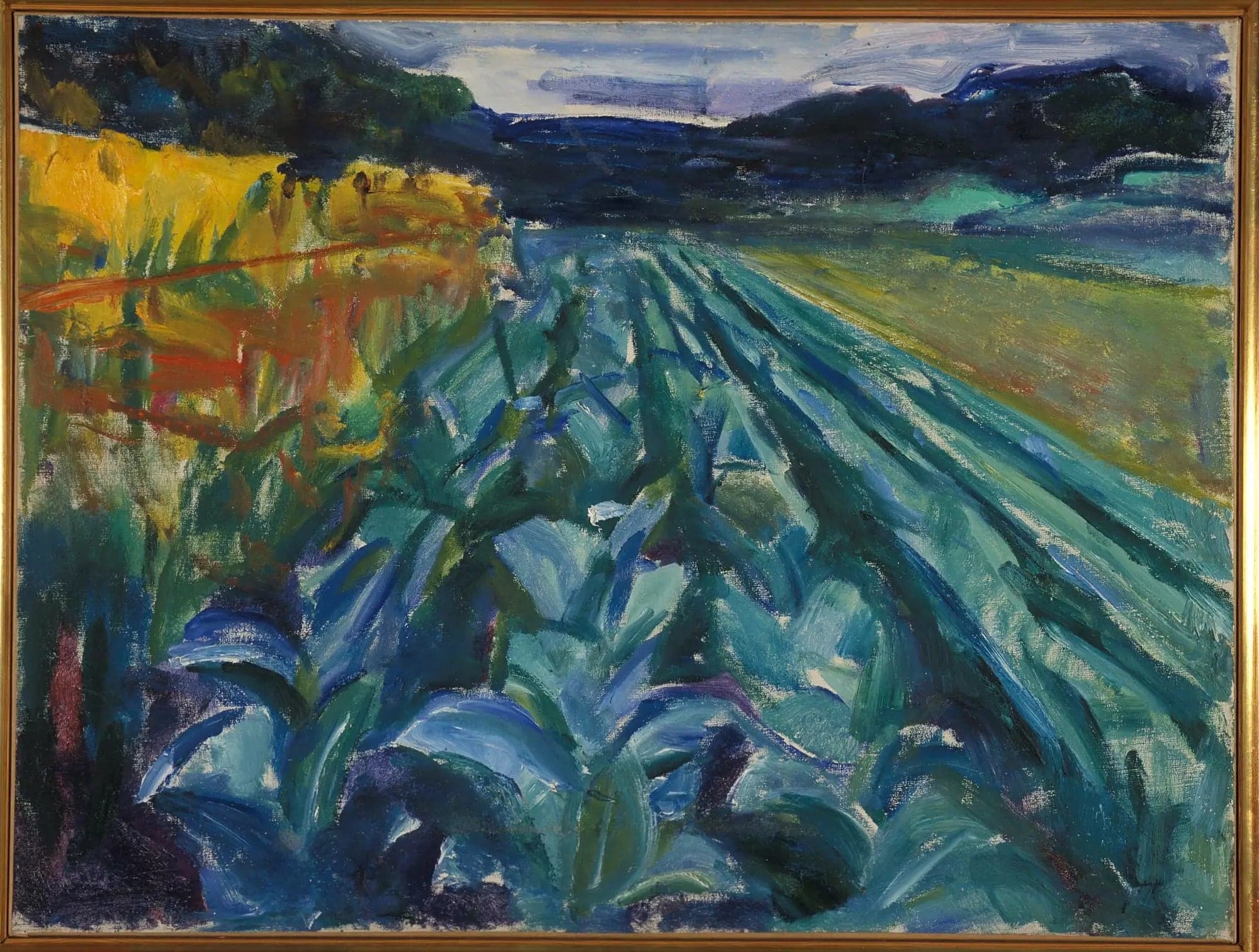 cabbage field