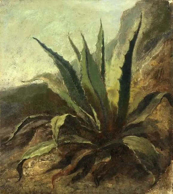 Agave in Morocco
