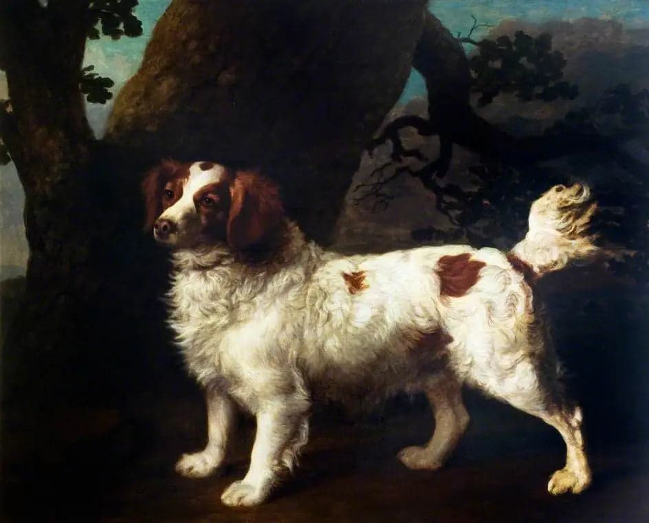 A Clumber Spaniel