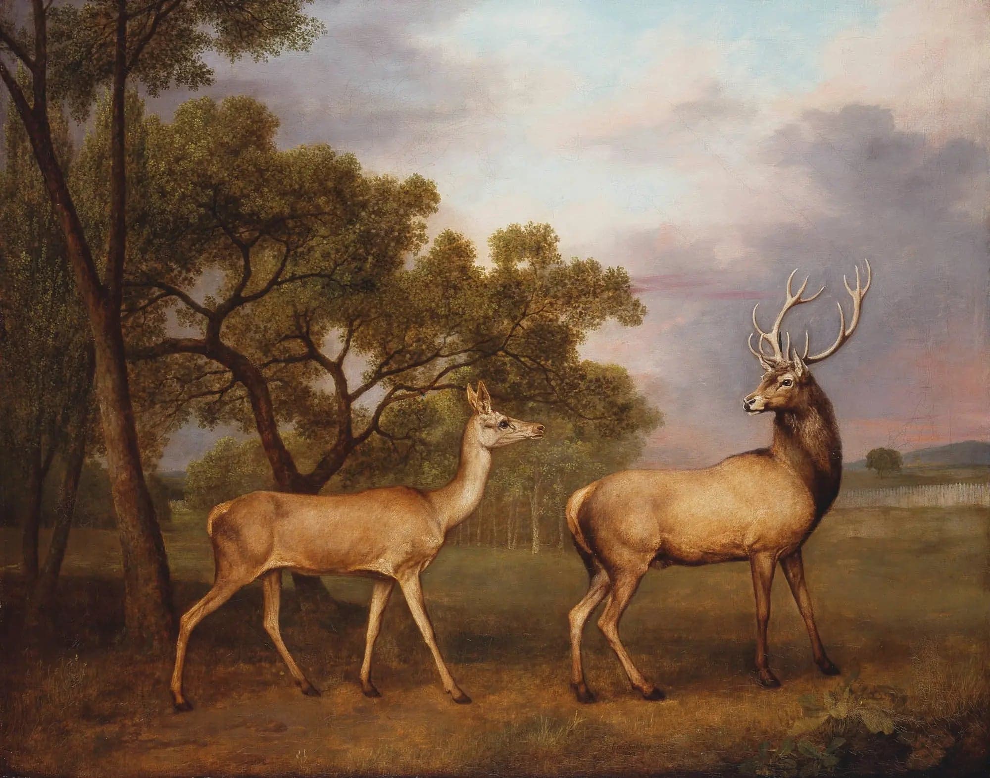 A male red deer and a doe