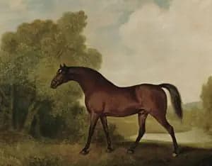 Ambrosio, a bay stallion, owned by Thomas Haworth