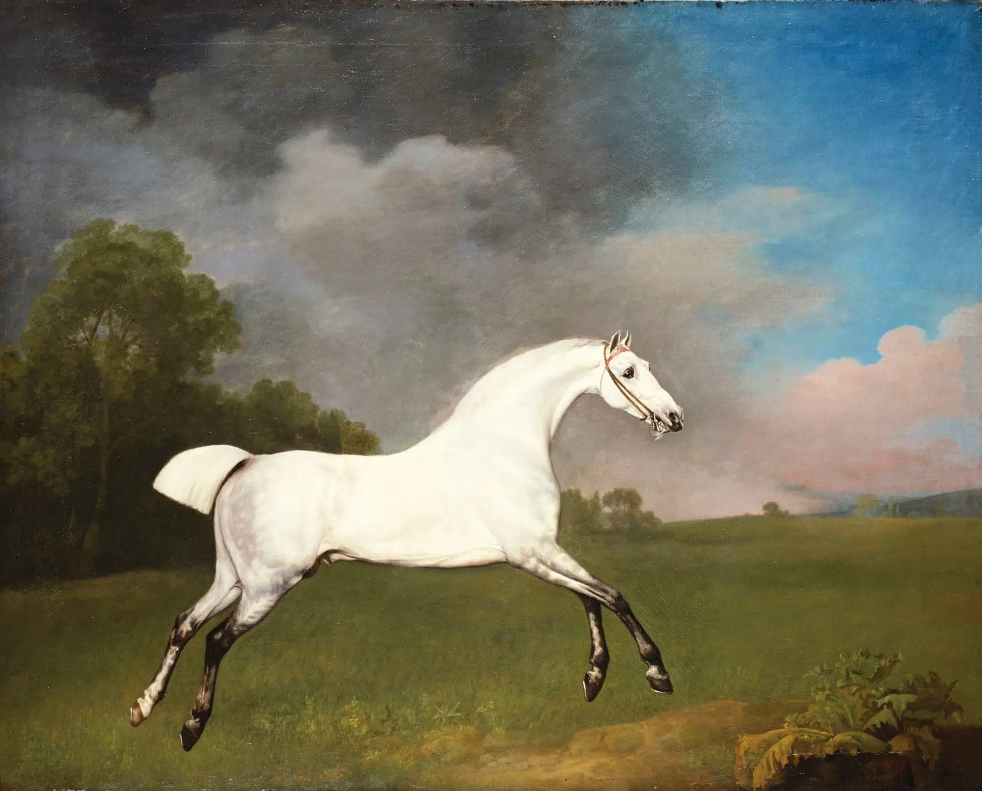 Grey horse galloping in a field