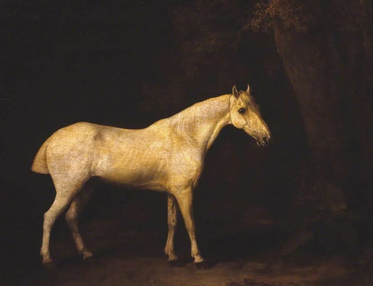 Horse in the shade of a wood
