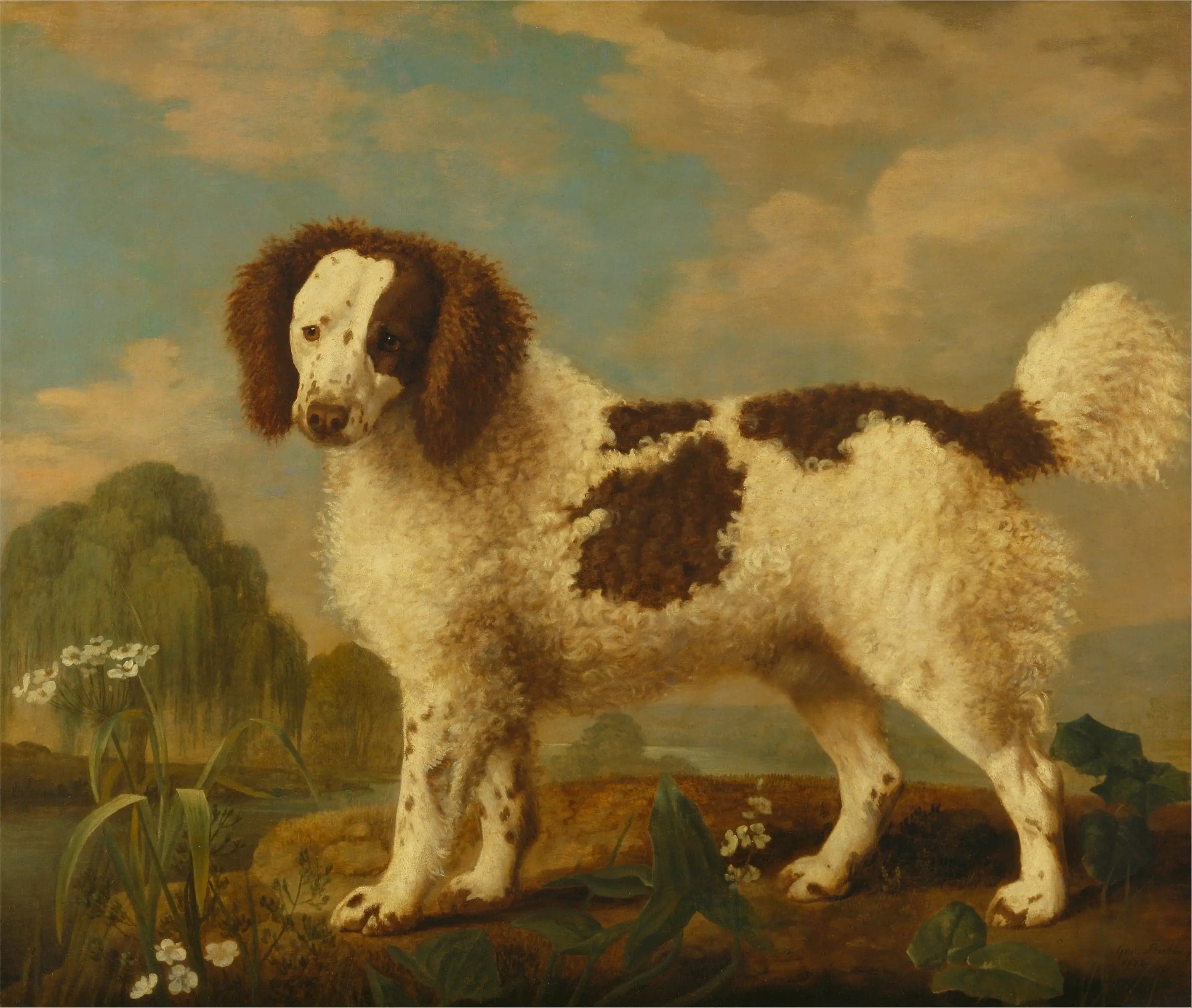Norfolk or Water Spaniel brown and white