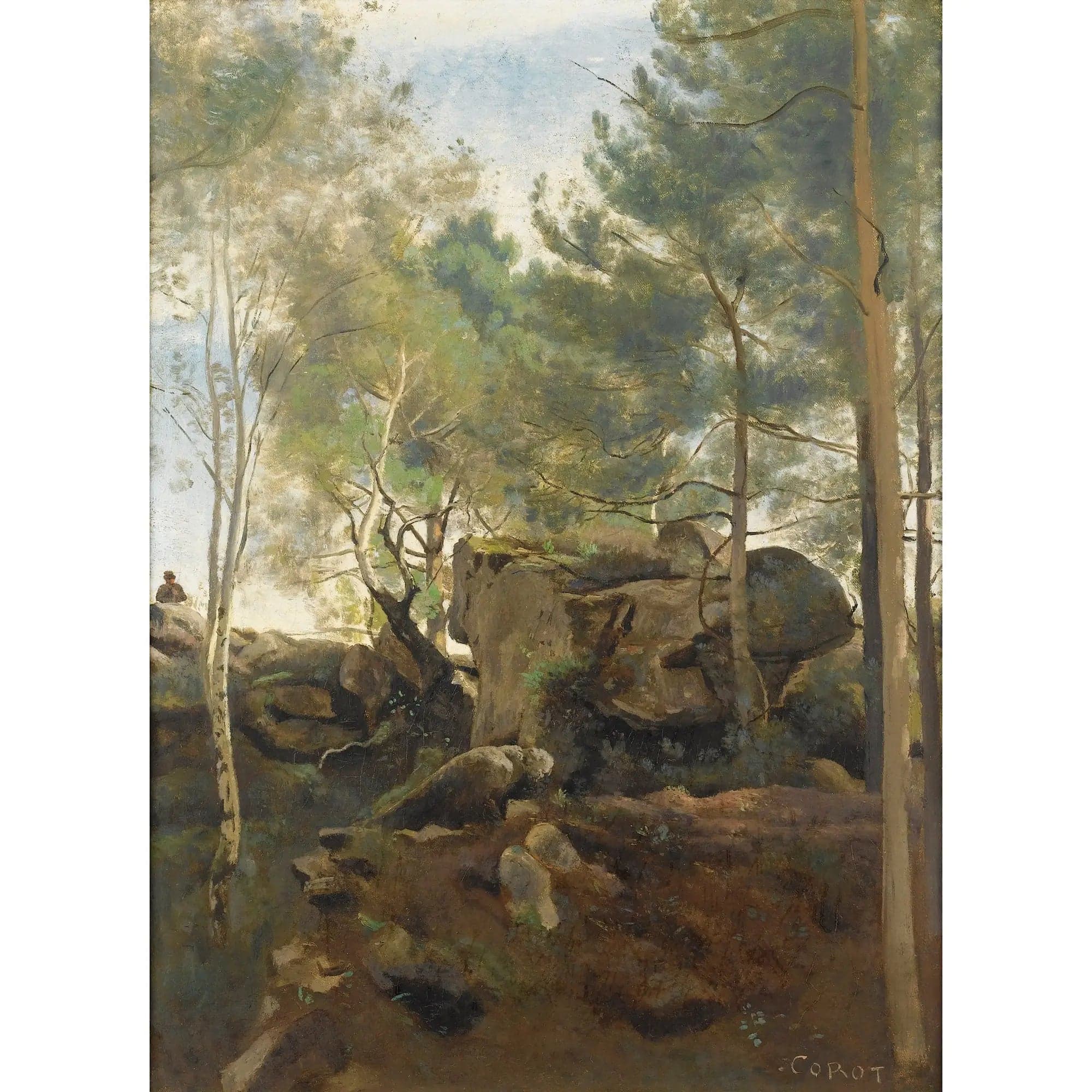 In the Fontainebleau Forest. Pines and birches in the rocks - Jean