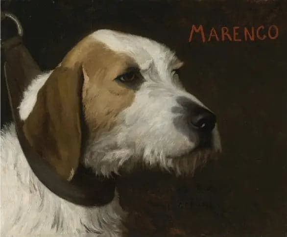 Marengo - Jean