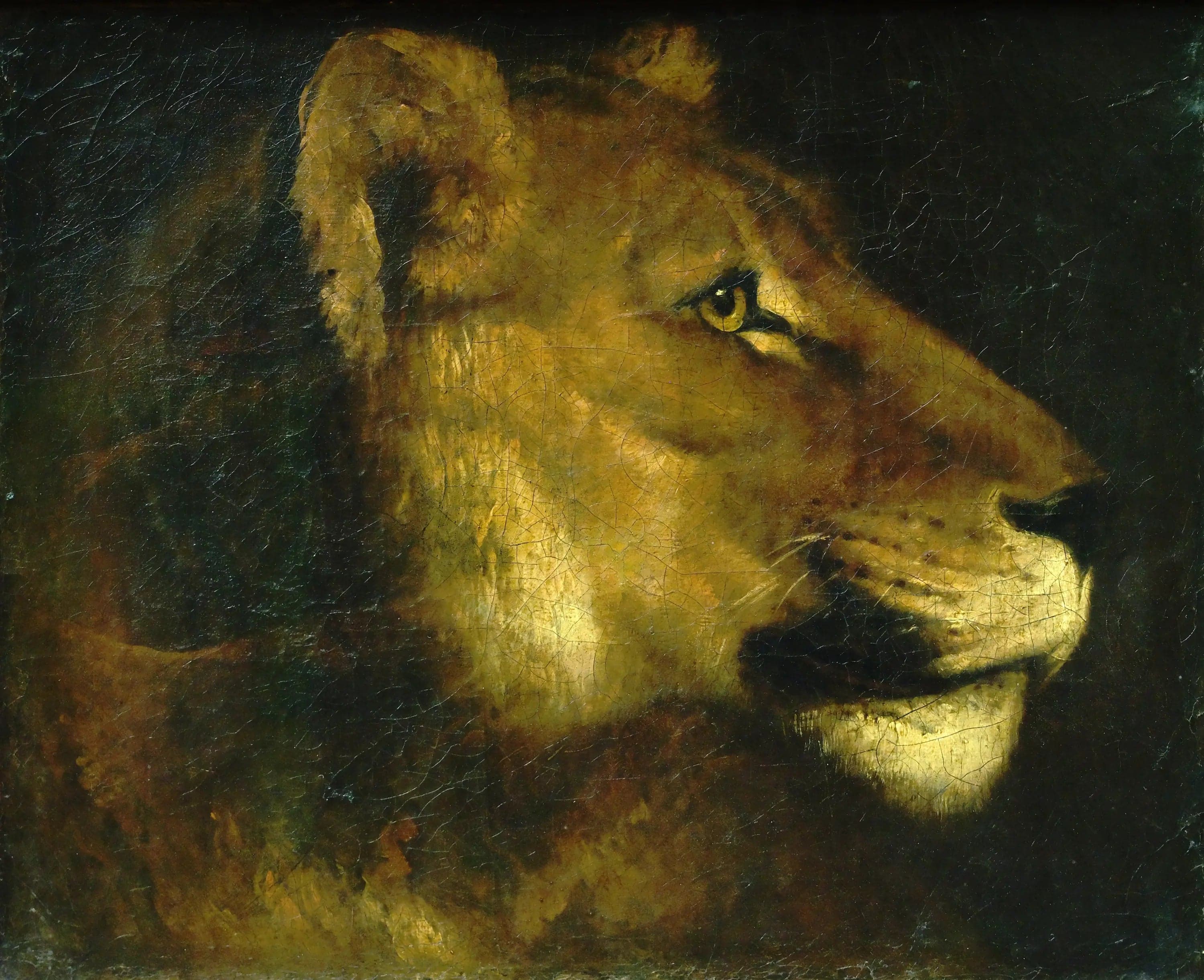 Lioness Head