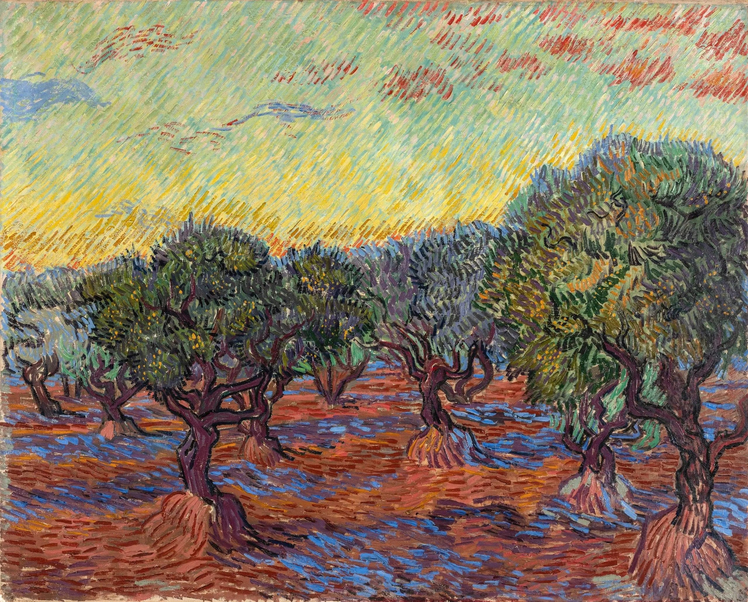 Olive Grove, Saint-Rémy